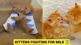 KITTENS FIGHTING FOR MILK ❤