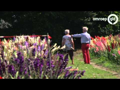 Video: Hoe Een Tuinkamille Met Grote Bloemen Te Kweken?