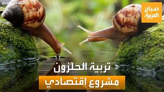 صباح العربية | تربية الحلزون.. مشروع اقتصادي مربح في تونس