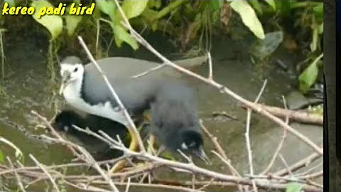 Melihat indahnya kehidupan burung Ruak ruak,wakwak di alam liar (baburak bird)