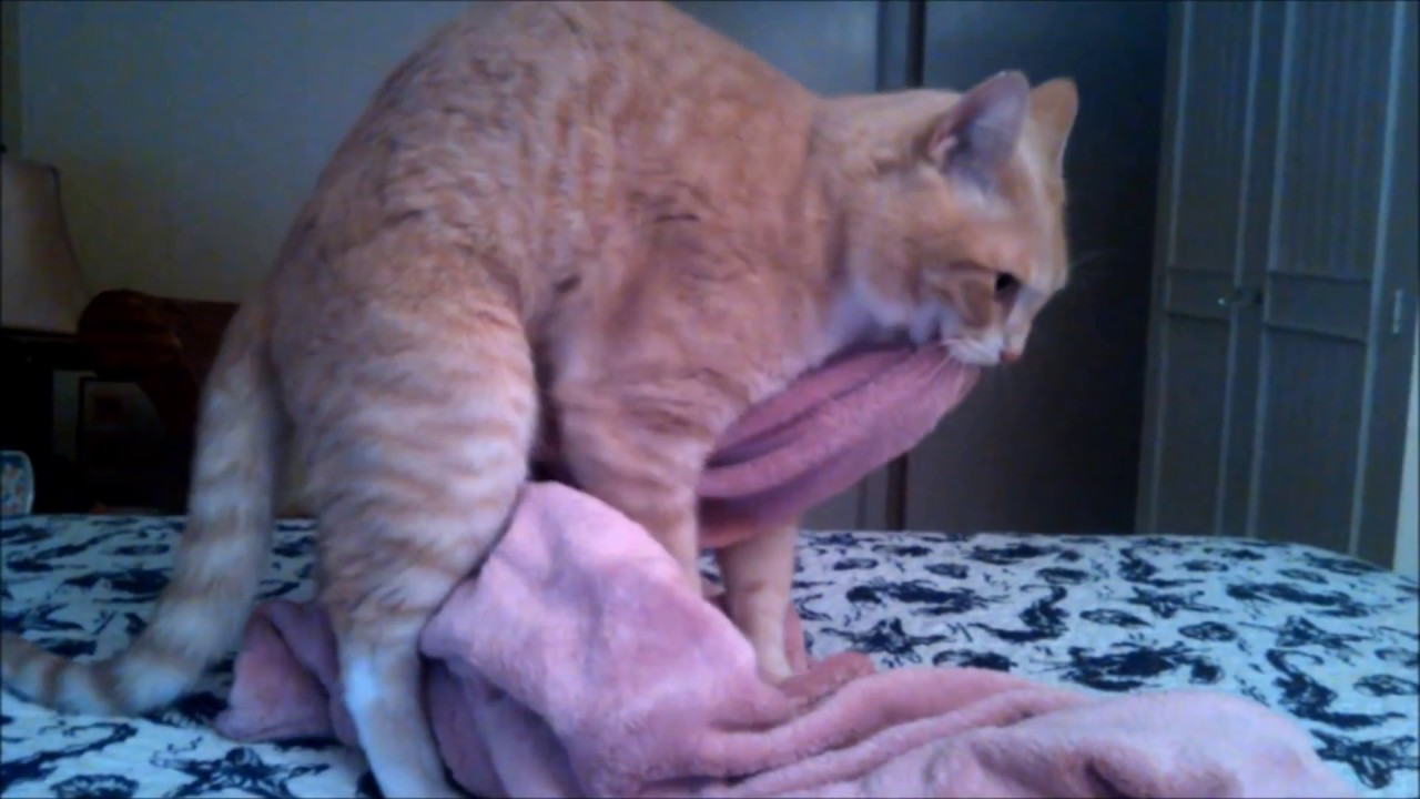  Cat  Making  Biscuits  While Holding Blanket in Mouth YouTube