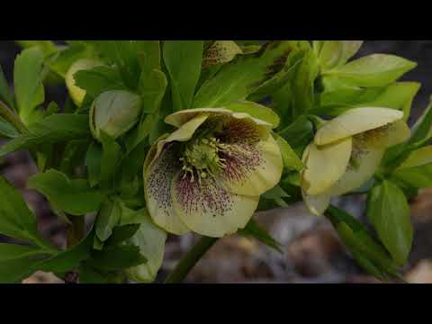 Видео: Зүүн Hellebore (20 зураг): тарих, арчлах, 