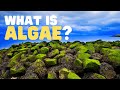 What is Algae? | What are the uses of algae? | Learn about the different types of algae for Kids