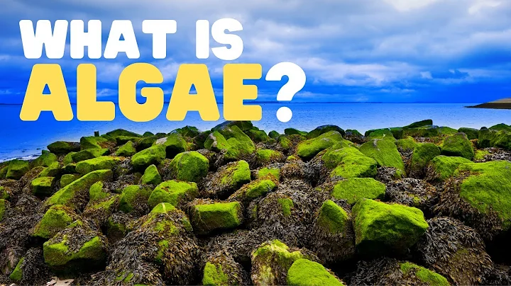 What Is Algae? | What are the uses of algae? | Learn about the different types of algae for kids - DayDayNews