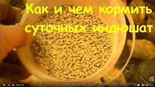 Как кормить индюшат