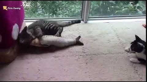 Pet Soft Plush 3D Fish Shape Cat Toy Interactive Gifts Fish Catnip Toys