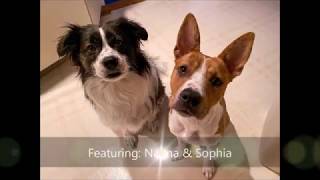 Virtual Trick Challenge #4: Spin by SUPERNOVA DOGS 88 views 4 years ago 6 minutes, 4 seconds