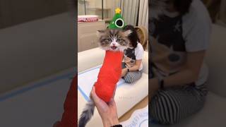 Can this kitty get a million hearts? ❤️🐱