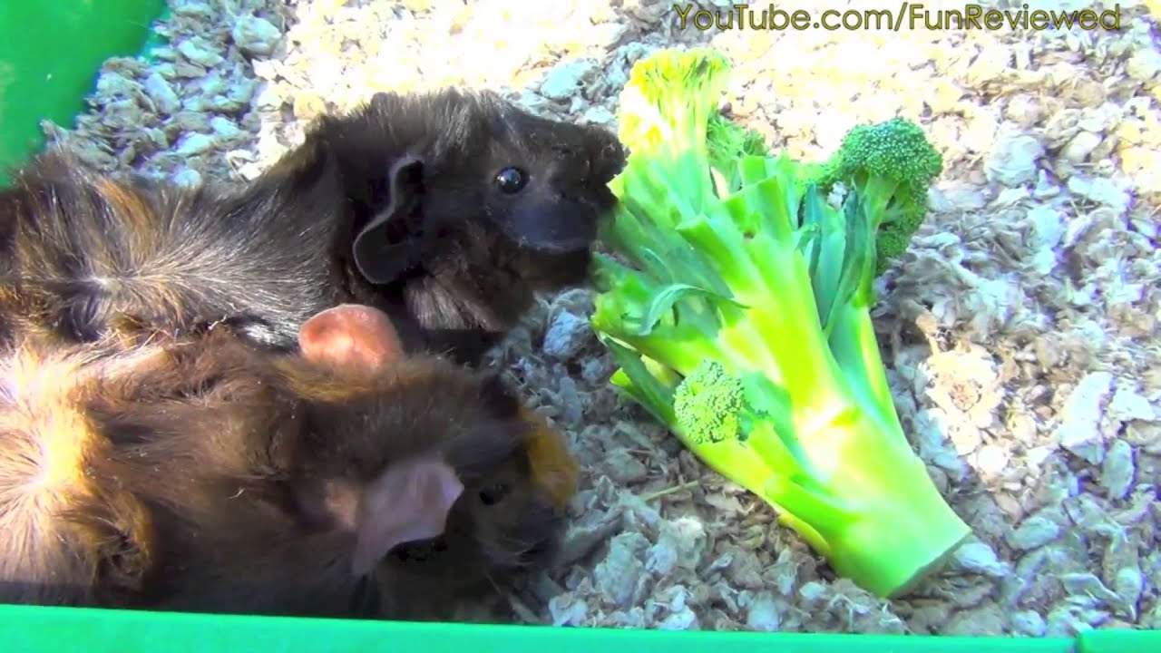 Guinea Pig Likes Eating Broccoli YouTube