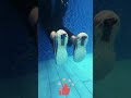 Cheat code in water! Swim like a pro with propulsion shoes 🏊♂️🚀✨