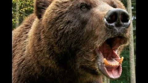 This Grizzly Tried To Tear Bram Schaffers Leg Off