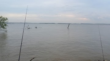 Câu cá bống, cá chốt cùng Cảnh ở Lý Nhơn - Cần Giờ