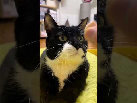 Давай котик, скажи Ааааа!😍😁💥🔥🥰🐱👀 #nature #wildlife #wow #funny #приколы #котики