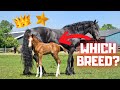 All about the breed of Rising Star JK⭐ His foster mom Queen👑Uniek is a Friesian Horse