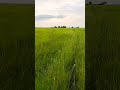 #video #vlog #song #trending #share #like #shorts