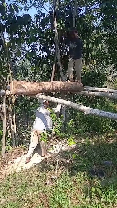 gergaji kayu jaman dulu (belum punah 🥰