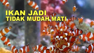 Makanan Ikan Nemo Agar Ikan Nemo Tumbuh Maksimal