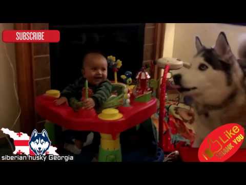 ჰასკების და ბავშვების ურთიერთობა/ძაღლები და ბავშვები/dogs and babies