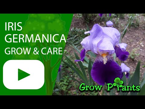 Video: Perawatan Iris Jerman - Informasi Penanaman Iris Jerman