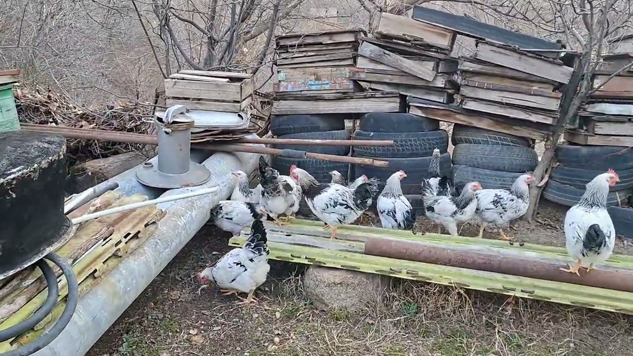  Söz sözü gətirdi