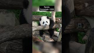 Zwierzęta, Które Mogą Wkrótce Zniknąć Z Naszej Planety