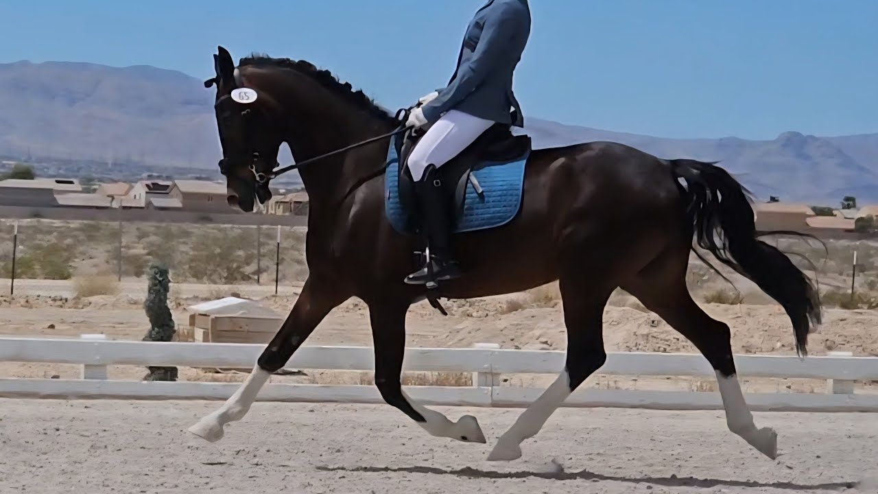 2019 KWPN 3rd level gelding Omaro for sale