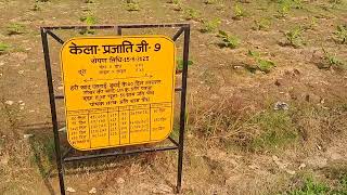Visit to Krishi Vigyan Kendra-II, Katiya, Sitapur, PlanTatiana of Grand Naine variety(G9)