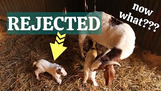 Mother goat not recognizing baby goat (and what you can do to help)