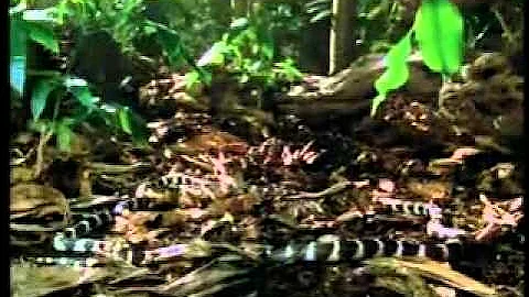 Life in Cold Blood - Snakes 4 of 6 Sophisticated Serpents