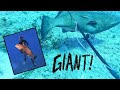 GIANT Black Grouper On A POLESPEAR In The BAHAMAS! (Grand Cay) - Episode 08