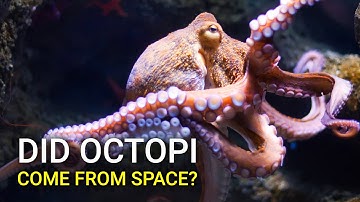Did Octopi come from outer space?