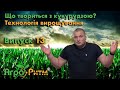 ЩО ТВОРИТЬСЯ З КУКУРУДЗОЮ?ТЕХНОЛОГІЯ ВИРОЩУВАННЯ.ЧОМУ ФІОЛЕТОВА/ЖОВТА?