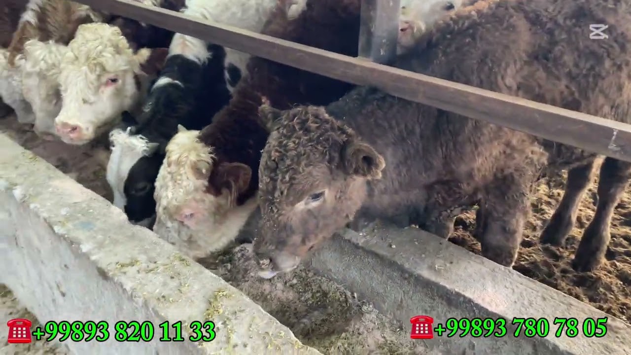 Asakalik Arzonchidan Nasildor Buqalarimiz keldi 2-yanvar 2026 yil