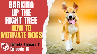How to Motivate Dogs - iWoofs S7E15 by Dunbar Academy 248 views 2 months ago 13 minutes, 24 seconds