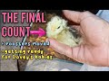 Final Baby Chicks Hatched Count, and MORE!