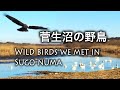 野鳥撮影・ 【野鳥観察】菅生沼で出会った野鳥達/野鳥フィールドノート/4K