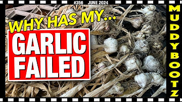 🌻356 🌻GARLIC HARVEST 🌻 SHALLOT HARVEST 🌻 PARSNIP THINNING