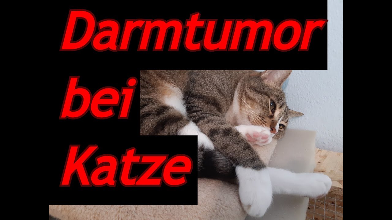 Meiki hatte einen Darmtumor († 17.06.2021)