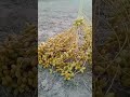 Khajoor utarnany ka tareeqa #shorts#shortsfeeds #shortsvideo #heart_touching #youtube