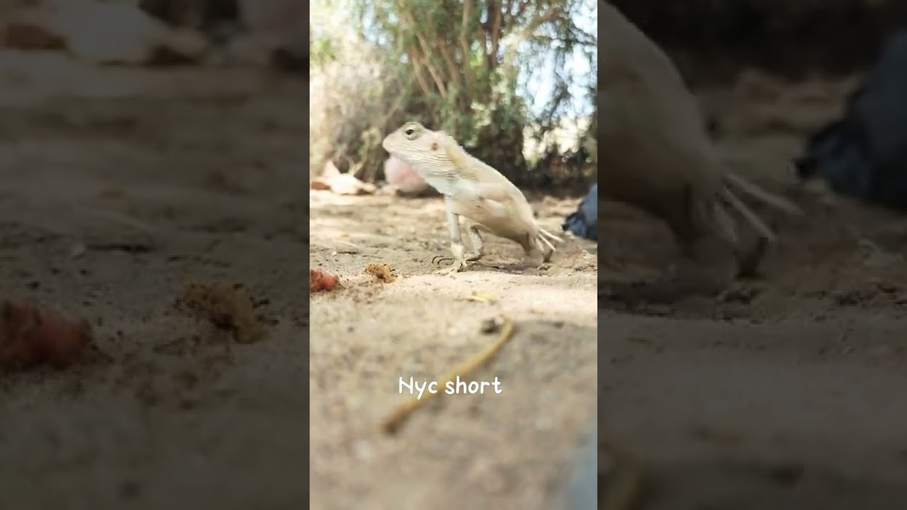 કાચિંડો 🦎