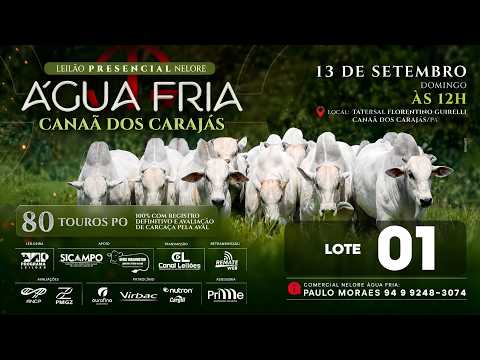 LOTE 01