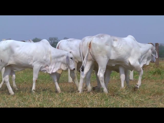 LOTE 29   14296 14457 14536 14561 14709 mp4