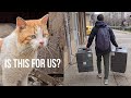 Instead of Garbage and Crumpled Boxes, We Made Two Warm Houses for Street Cats | Love Street Cats