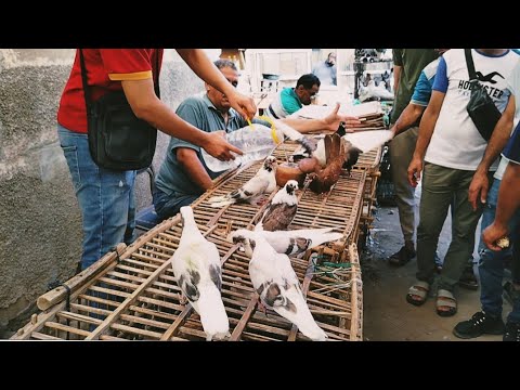 اسعار الحمام في سوق الجمعه السيدة عائشة يوم    حمام غزار وزينه