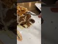 شكولاته سيحه نايحه شكولاته سيحه نايحه