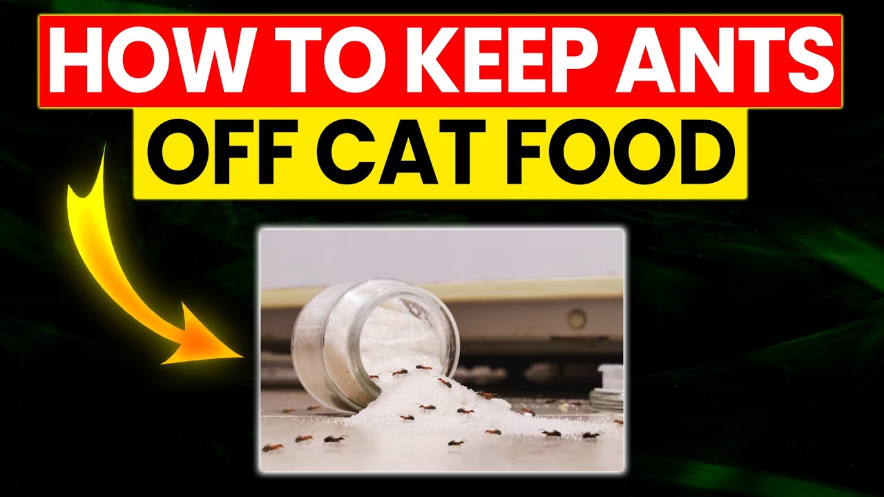 How Do You Keep Ants Out of Cat Food: Easy, Effective Tips
