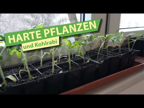 Video: März: Blumensamen Für Setzlinge Pflanzen