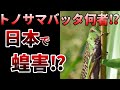 【ゆっくり】超危険!豹変するとヤバイすぎるトノサマバッタとは⁉