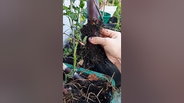 Cách trồng mía...rất đơn giản🙂