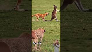 Gerakan CANTIK Kanguru Saat Di Kejar Anjing langsung Kena TENDANG#animals #dog #kanguru #shorts